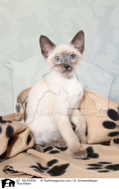 Thai Kitten / SS-50592