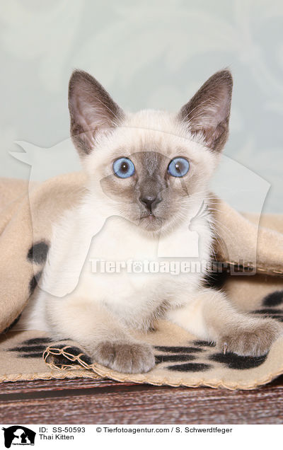 Thai Kitten / SS-50593