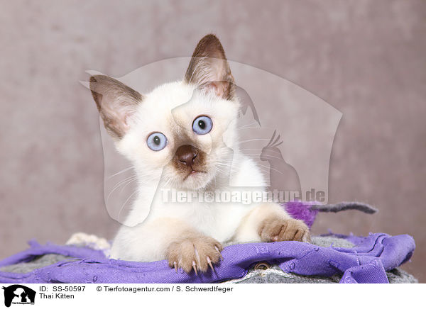Thai Kitten / SS-50597