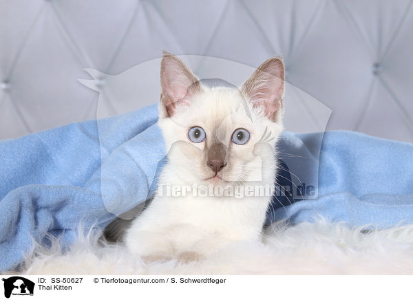 Thai Kitten / SS-50627