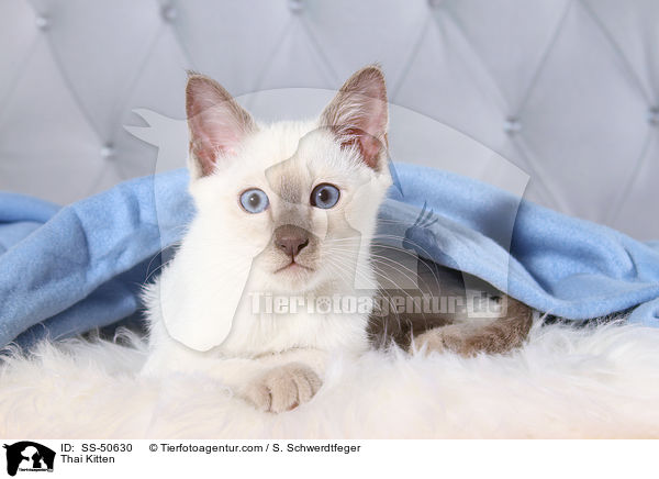 Thai Kitten / SS-50630