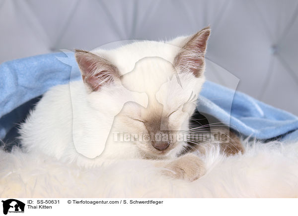 Thai Kitten / SS-50631