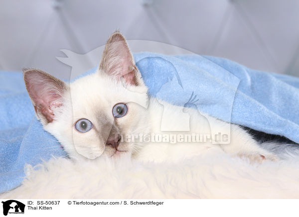 Thai Kitten / SS-50637