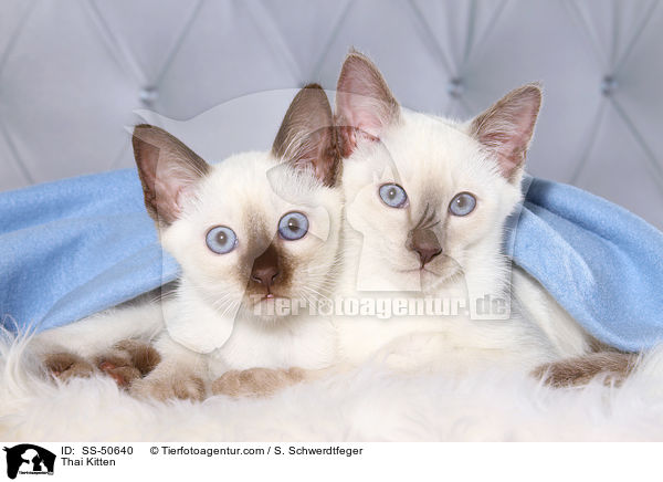 Thai Kitten / SS-50640
