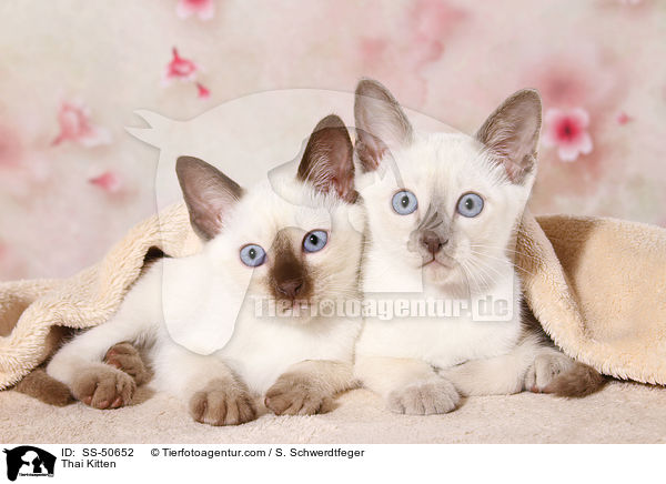 Thai Kitten / SS-50652