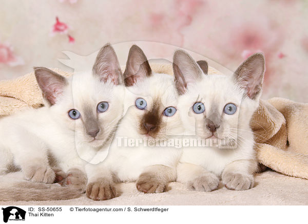Thai Kitten / SS-50655