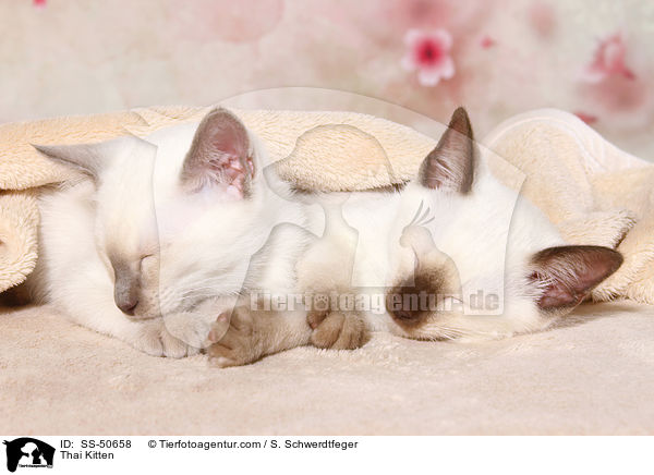 Thai Kitten / SS-50658