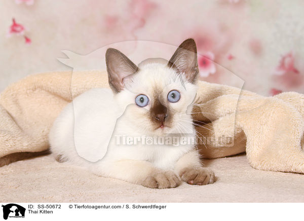 Thai Ktzchen / Thai Kitten / SS-50672