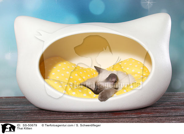 Thai Ktzchen / Thai Kitten / SS-50679