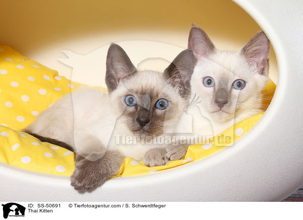 Thai Ktzchen / Thai Kitten / SS-50691