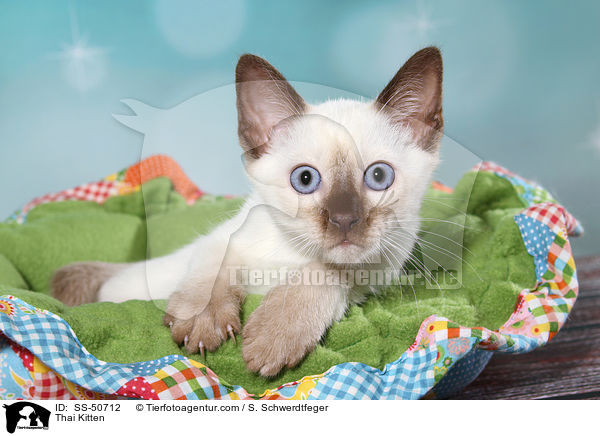 Thai Kitten / SS-50712