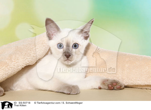 Thai Ktzchen / Thai Kitten / SS-50718