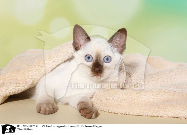 Thai Ktzchen / Thai Kitten / SS-50719