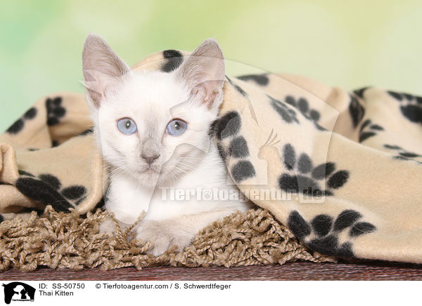 Thai Ktzchen / Thai Kitten / SS-50750