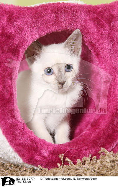 Thai Kitten / SS-50774