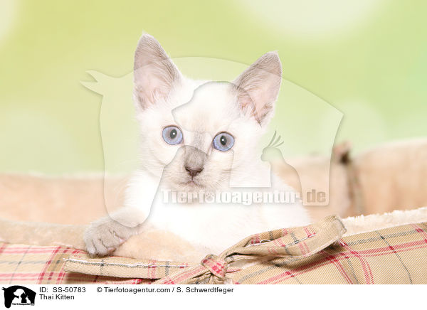 Thai Kitten / SS-50783