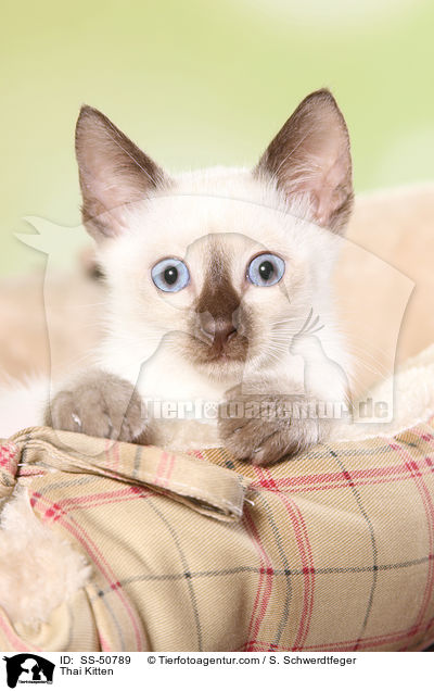 Thai Kitten / SS-50789