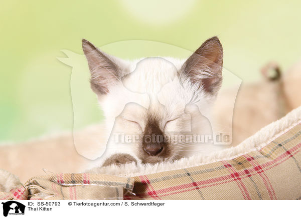 Thai Kitten / SS-50793