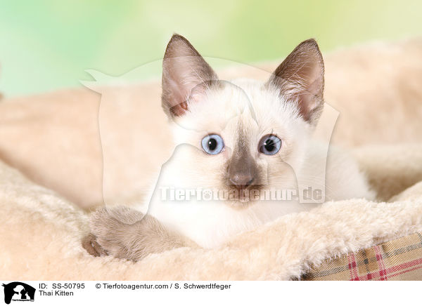 Thai Kitten / SS-50795