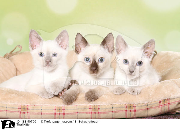Thai Kitten / SS-50796