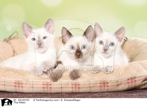 Thai Kitten / SS-50797
