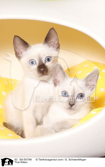Thai Kitten / SS-50798