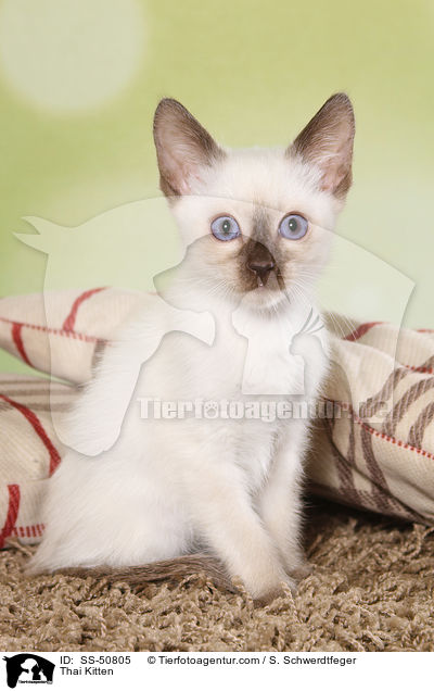 Thai Kitten / SS-50805