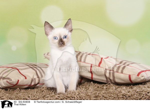 Thai Kitten / SS-50808