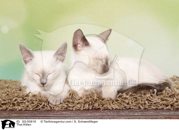 Thai Kitten / SS-50816