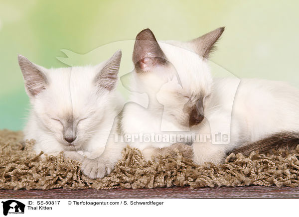 Thai Kitten / SS-50817