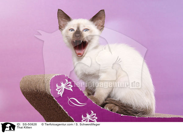 Thai Kitten / SS-50826