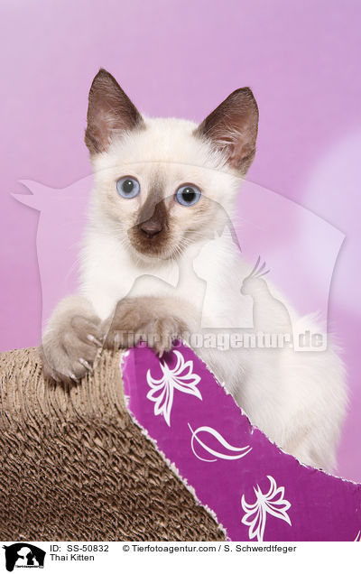 Thai Kitten / SS-50832