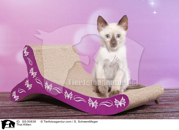 Thai Kitten / SS-50836