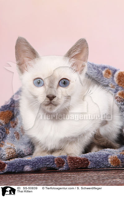 Thai Kitten / SS-50839