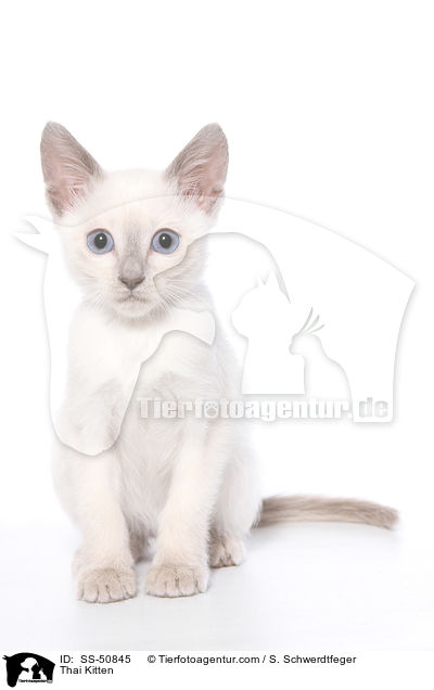 Thai Kitten / SS-50845