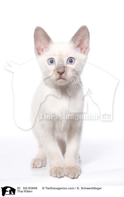 Thai Kitten / SS-50846