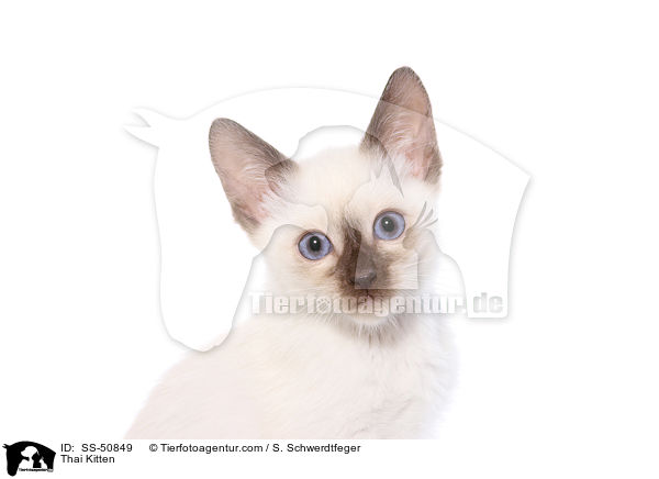 Thai Kitten / SS-50849