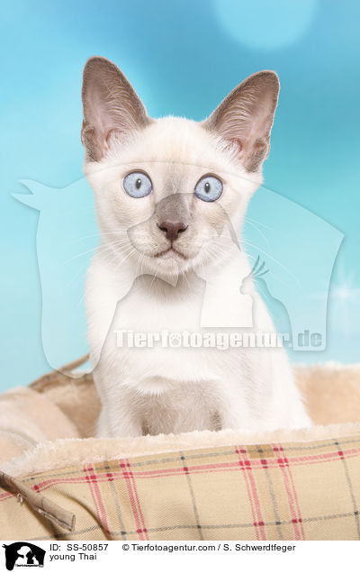 young Thai / SS-50857