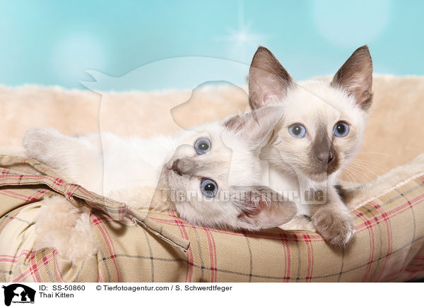 Thai Kitten / SS-50860