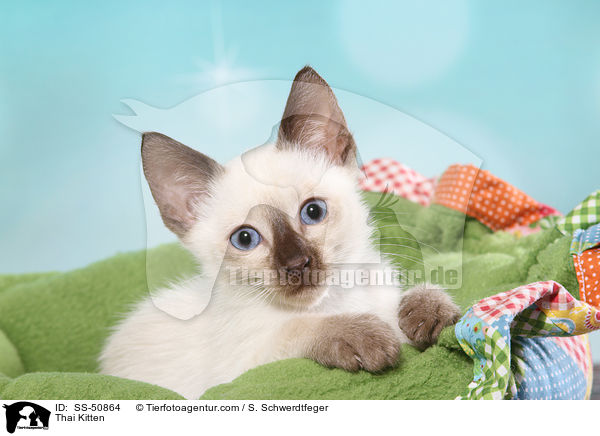 Thai Kitten / SS-50864