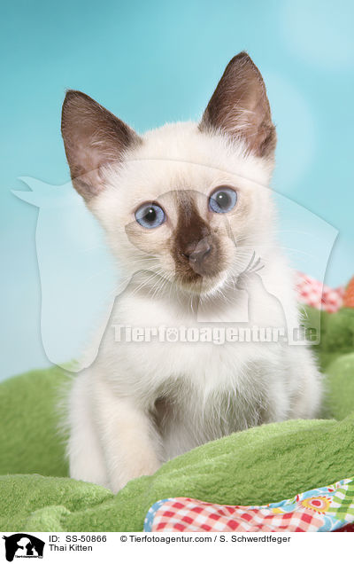 Thai Kitten / SS-50866