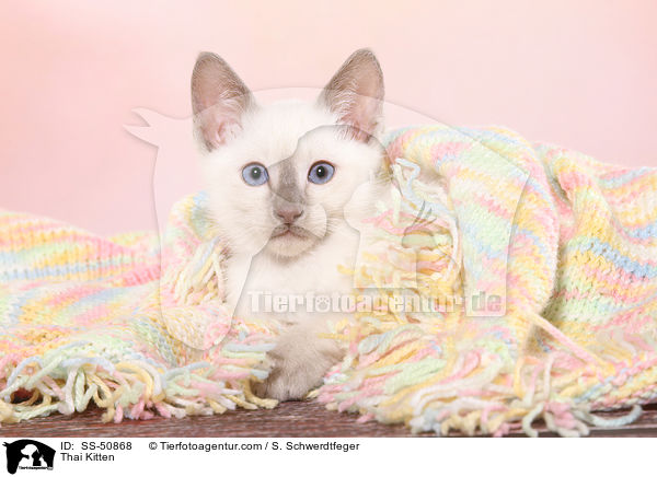Thai Kitten / SS-50868