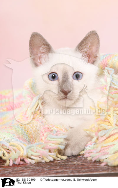 Thai Kitten / SS-50869