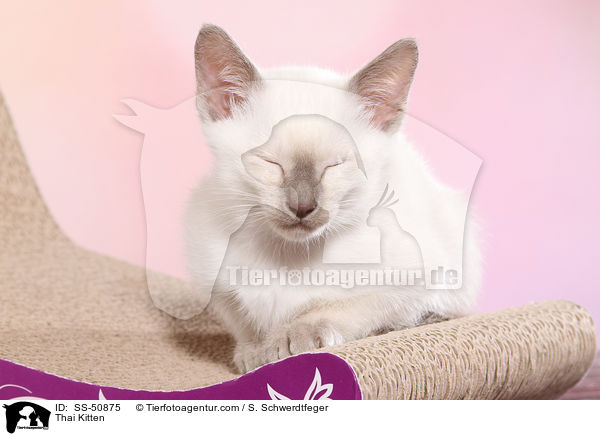 Thai Kitten / SS-50875