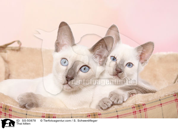 Thai kitten / SS-50878