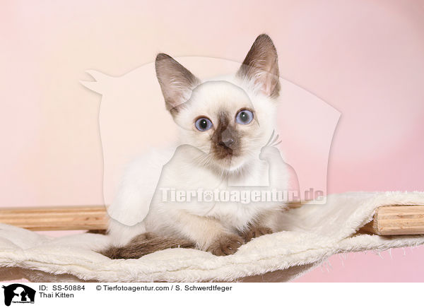 Thai Kitten / SS-50884