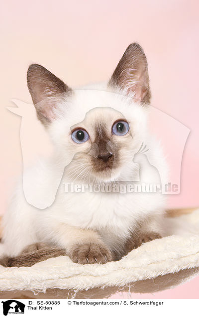 Thai Kitten / SS-50885