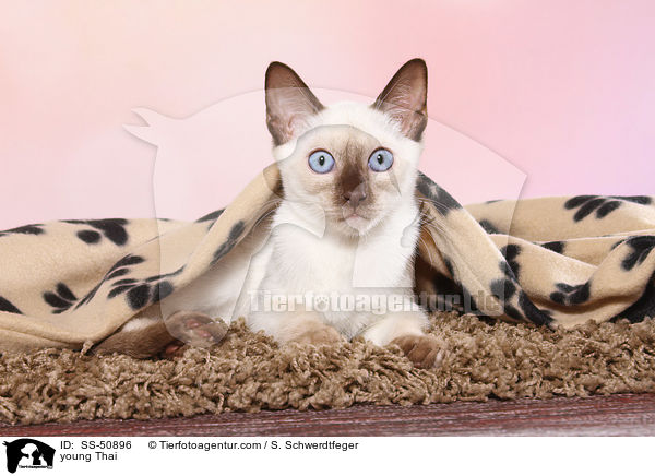 young Thai / SS-50896