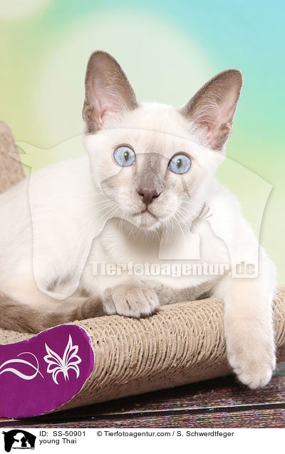 young Thai / SS-50901