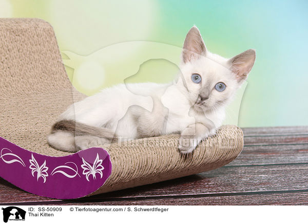 Thai Ktzchen / Thai Kitten / SS-50909